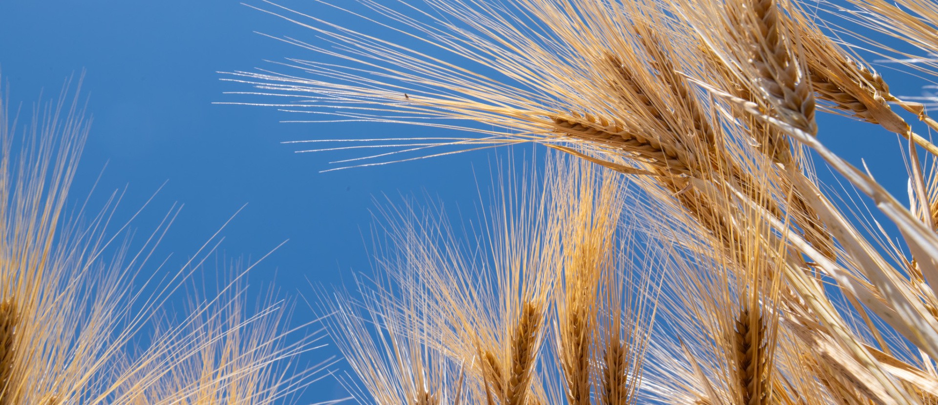  Credit: Michael Major for Crop Trust