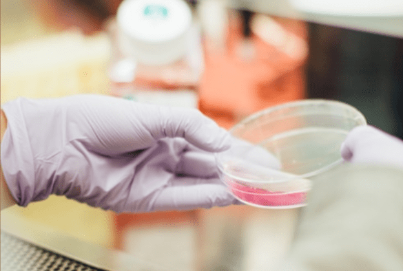 Independent Science for Development Council