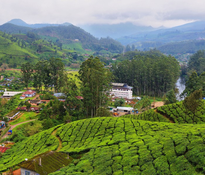 tea plantation