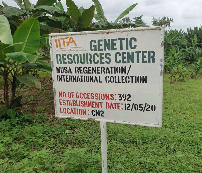 Evaluation on the Ground: Insights from CIP and IITA Genebanks