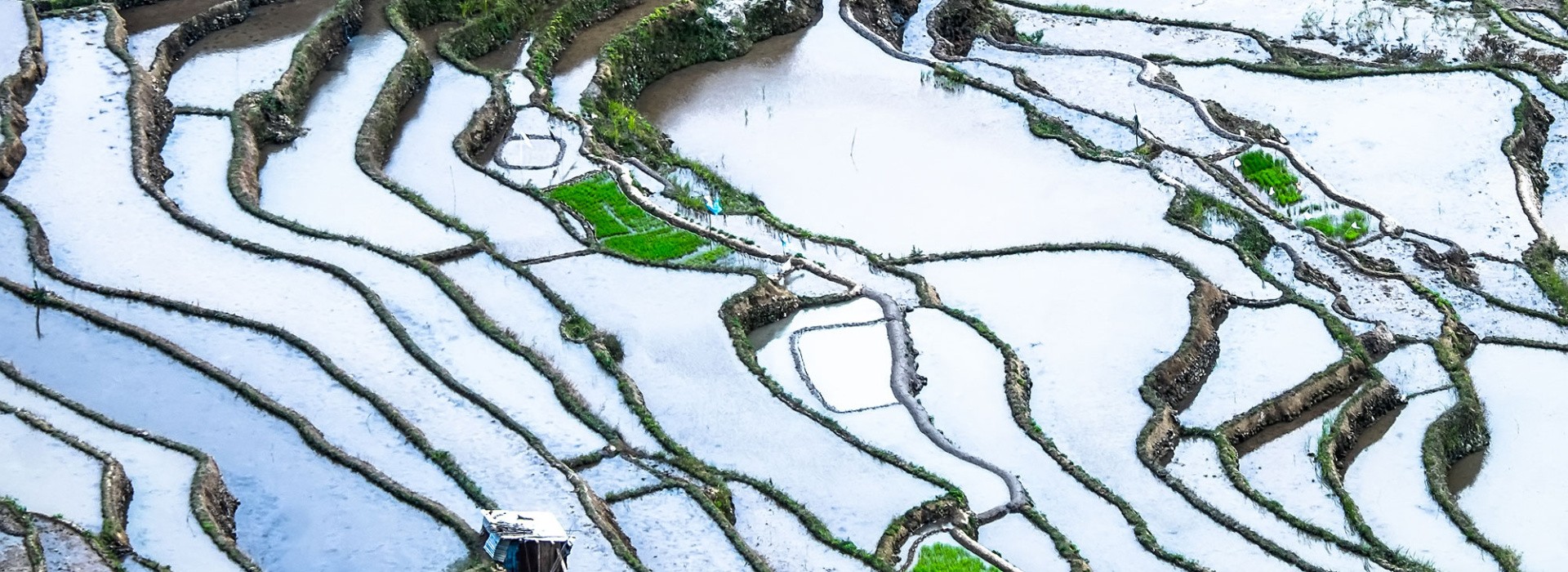 abstract rice terraces