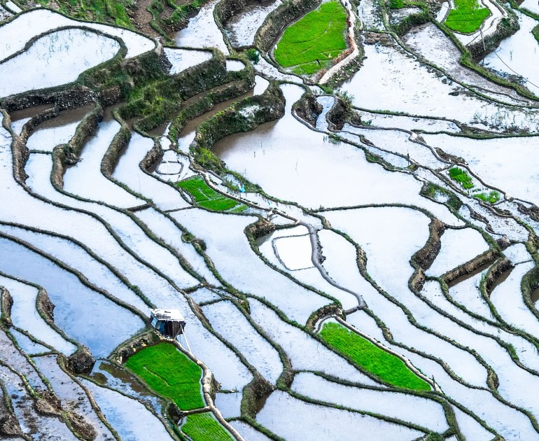 abstract rice terraces