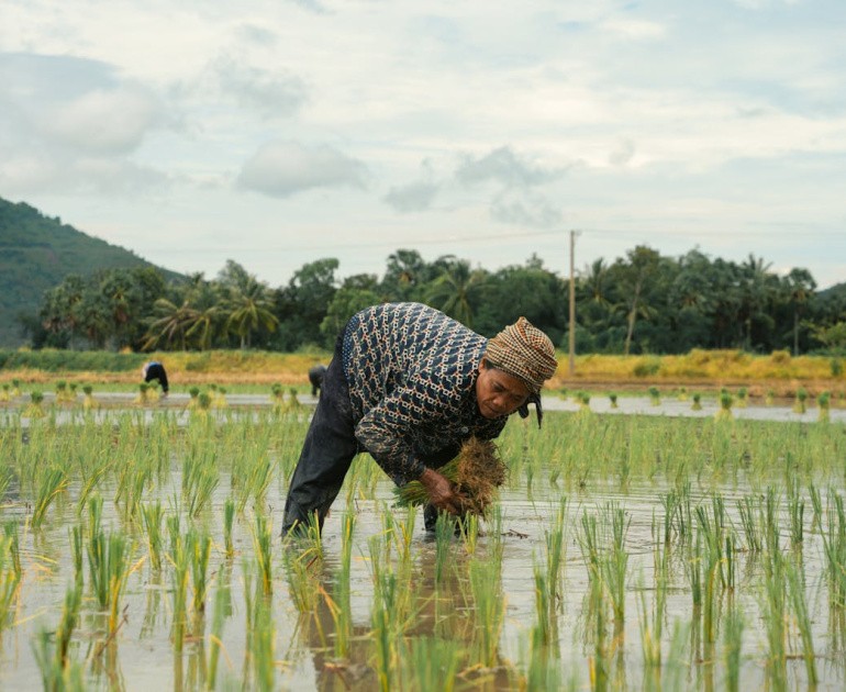 A man is working in a rice field