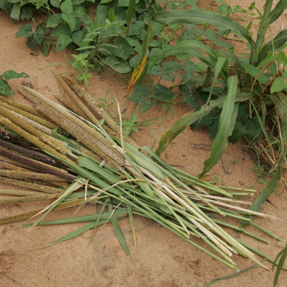 Harvested millet in Niger - Newly harvested millet heads in Katanga Village, near Fakara, Niger
