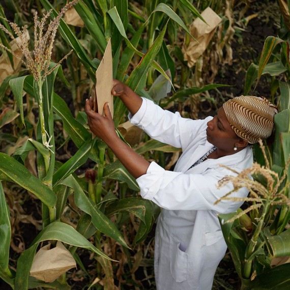 Tigist Masresra, technical assistant, Highland Maize Breeding Program. Ambo Research Center, Ethiopia, 2015.