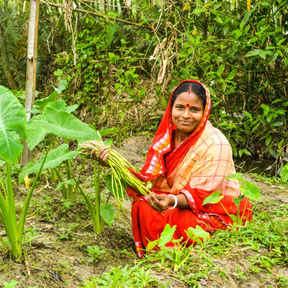 Harvesting vegetables in Bangladesh. M. Rahman/WorldFish
