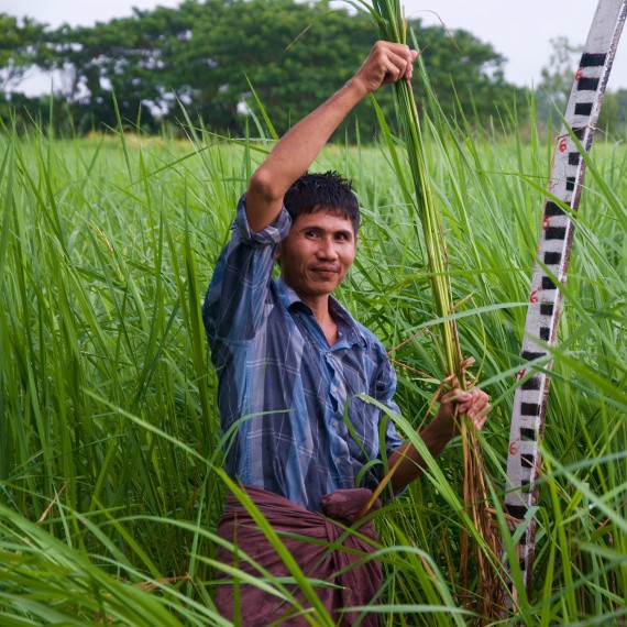Measuring rice in Myanmar, WLE