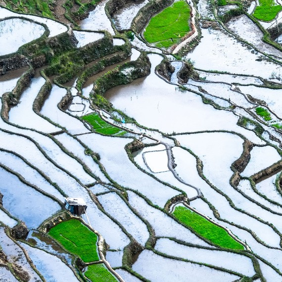abstract rice terraces