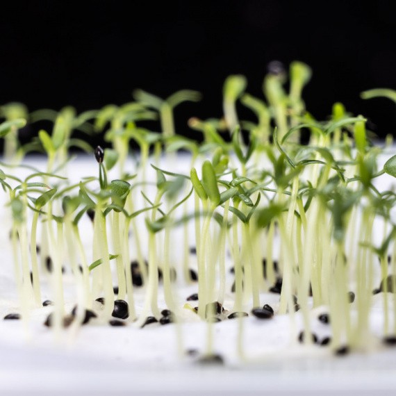 close up of germinating seeds