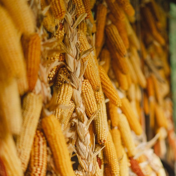 Dry corn hanging on wooden wall. Dried corn cobs. Corn harvest season.