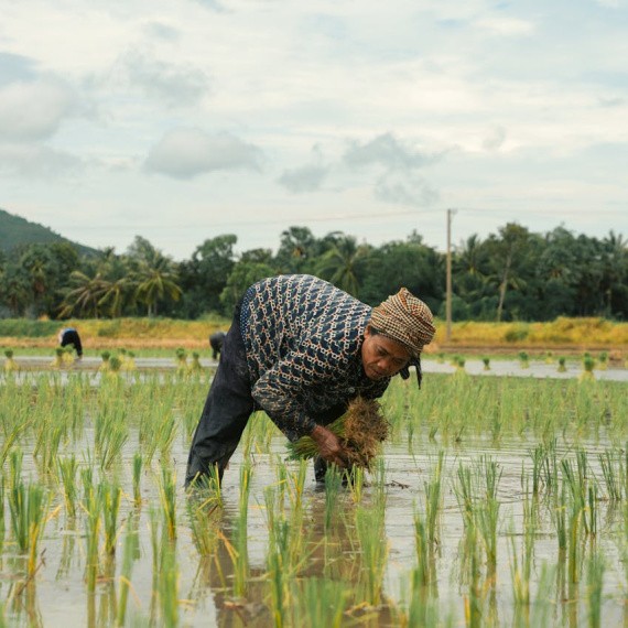 A man is working in a rice field